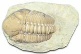 Kainops Trilobite - Black Cat Mountain, Oklahoma #362988-1